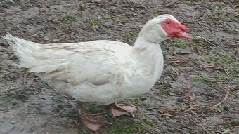 Čínský kačer - 2