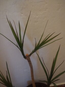 Dracena - 2