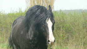 Welsh pony of cob type - připouštění - 2