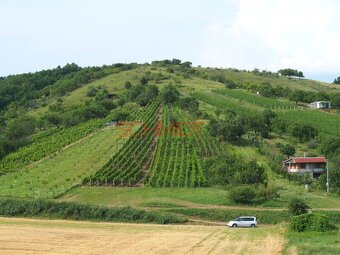 Vinice v Kobylí s možností vybudovat sklípek s komerčním vyu - 2