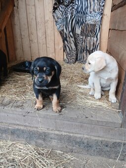 Štěňata labrador - 2