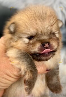 Štěňátka Pomeranian s PP (FCI) - 2