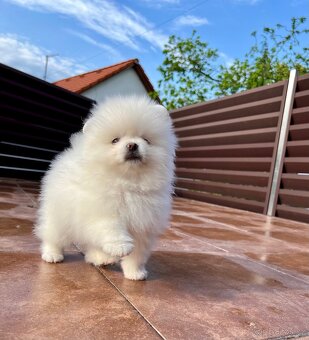 Štěňátko Pomeranian s PP (FCI) - 2