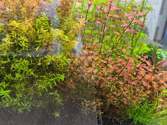 Akvarijní rostliny Mix - 2