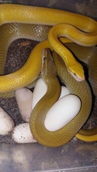 Boadeon fulignosus - 2