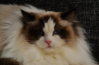 Dospělá kastrovaná kočička Ragdoll s Pp - 2