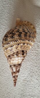 Musle charonia tritonis 38cm - 2