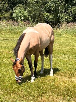 Americký paint horse valášek na prodej - 2