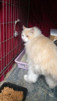 Kocourek ragdoll - 2