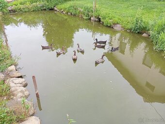Indický běžec - 2