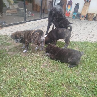 Fenky křížené akita inu - 2