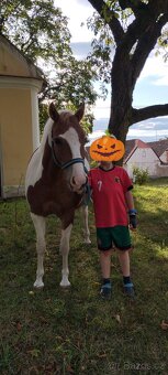 Pony klisna - 2