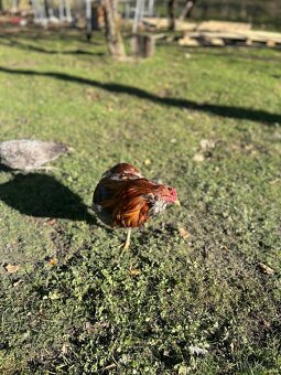 Araukana pšeničný modrý - 2