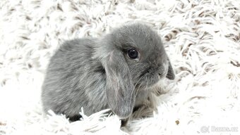 Zakrslý beránek, králíček, králík - KVIDO - 2