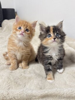 Mainská mývalí Bez PP - 2