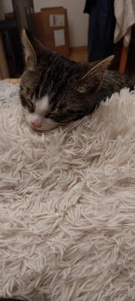 Hledá se domov pro nalezeného kocourka - 2