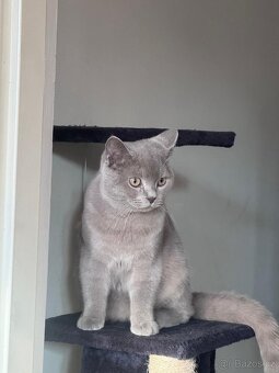 Britský kocour ke krytí - 2