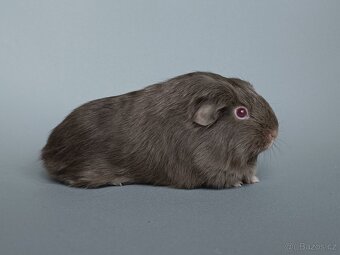 Šeltie - dlouhosrsté morče - 2