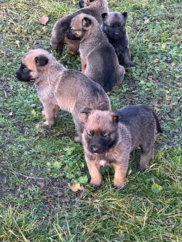Belgický ovčák Malinois X německy ovčák - 2