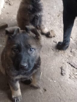 Německý ovčák - 2