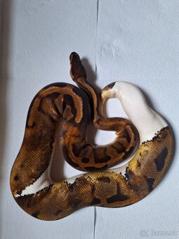 Krajta královská - 2