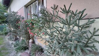 Mrazuvzdorné kaktusy - 2