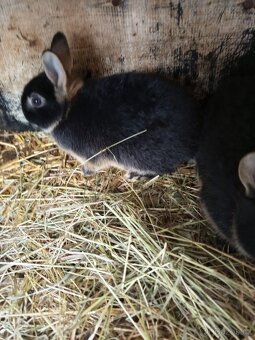 Zakrslý králíci - 2