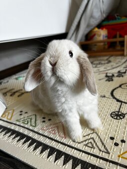 Zakrslý králík - 2