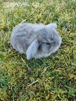 Zakrslý králíček beránek - 2