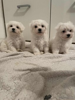 Maltézský psík - 2