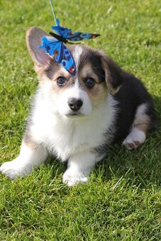 Welsh corgi pembroke s PP - 2
