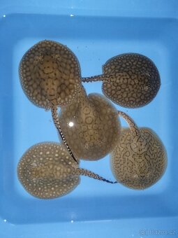 Potamotrygon scobina -rejnok - 2