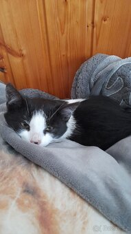 Darujeme kocourka - 2