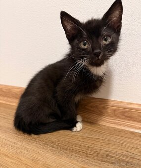 Nový domov pro koťátka - 2