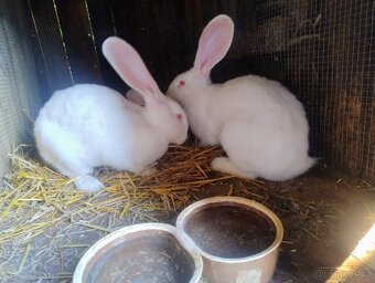 Belgický obr čistokrevný výstavní bílí letošní - 2