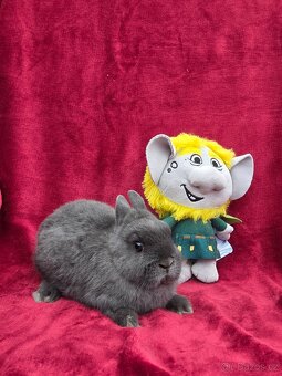 Vymazlená miminka-přeprava po cele ČR - 2