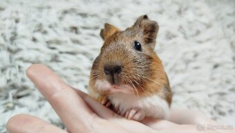 Morče, Morčata, Morčátko, Morčátka - JACOB A JAMES - 2