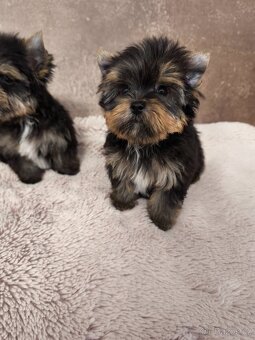 Jorkširský teriér štěňátka s pp - 2