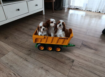 Kavalír King Charles Španěl - 2