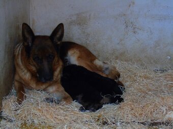 Německý ovčák štěňata - Rokycany - 2