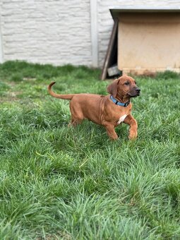 Rhodesian ridgeback - štěňátko s PP - 2