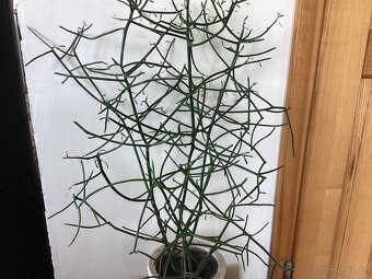Euphorbia tirucalli - 2