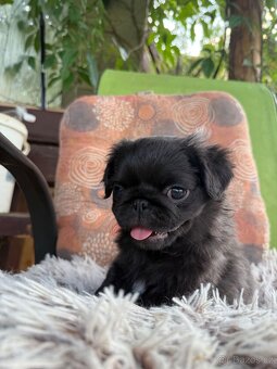 Mops bez pp - 2