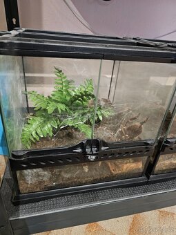 Acanthoscurria geniculata - 2