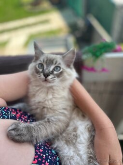 Ragdoll Kocourek - 2