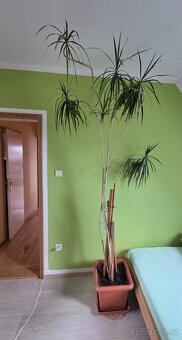 Vzrostlá Dracena - pokojové rostliny - 2