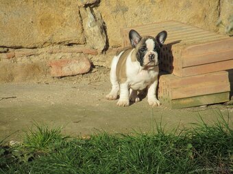 Francouzský buldoček bez PP - 2