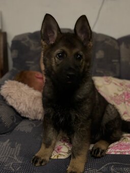 Prodej psa ( štěně ) - 2