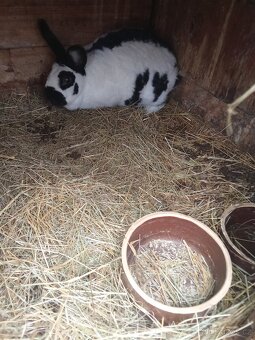 Králíci do chovu - 2