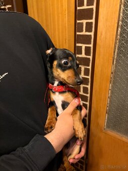 Krysařík bez Pp - 2